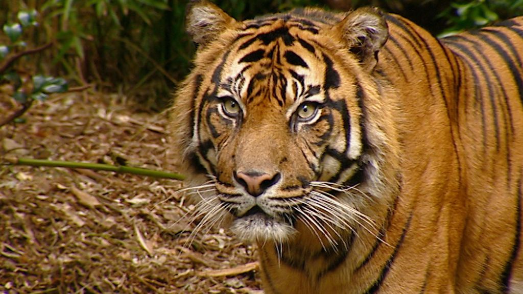 Watch The Zoo live or ondemand Freeview Australia