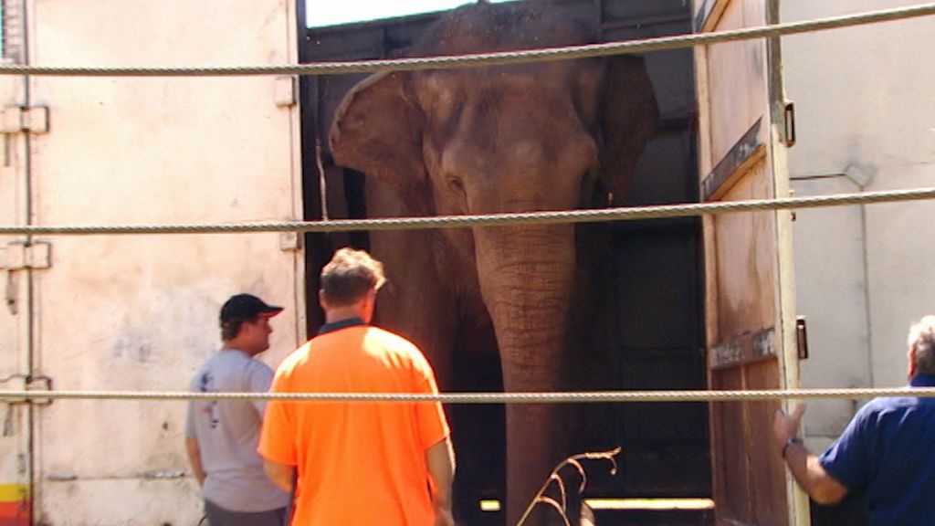 Watch The Zoo live or ondemand Freeview Australia