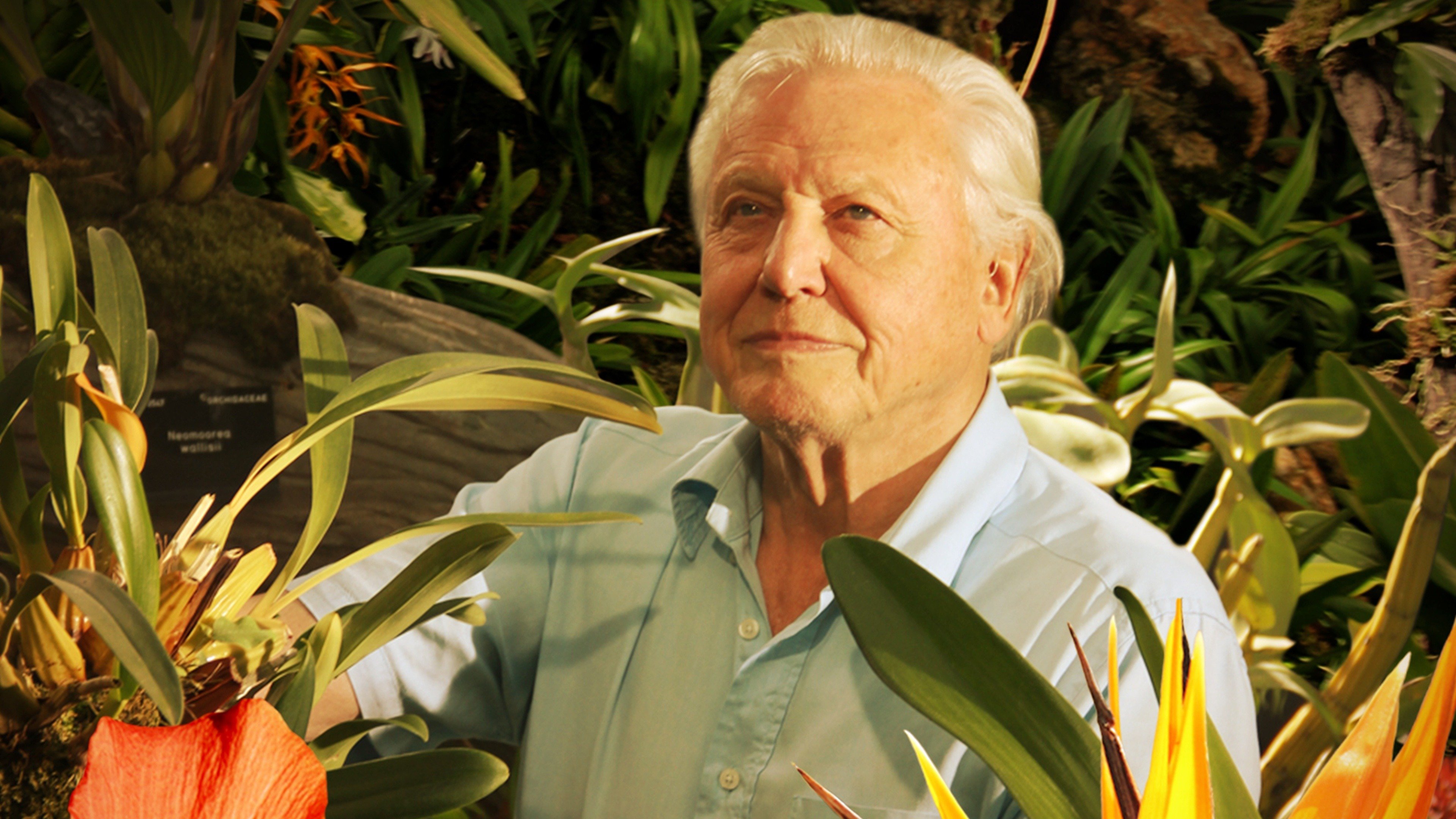 Watch David Attenborough's Kingdom of Plants live or on-demand